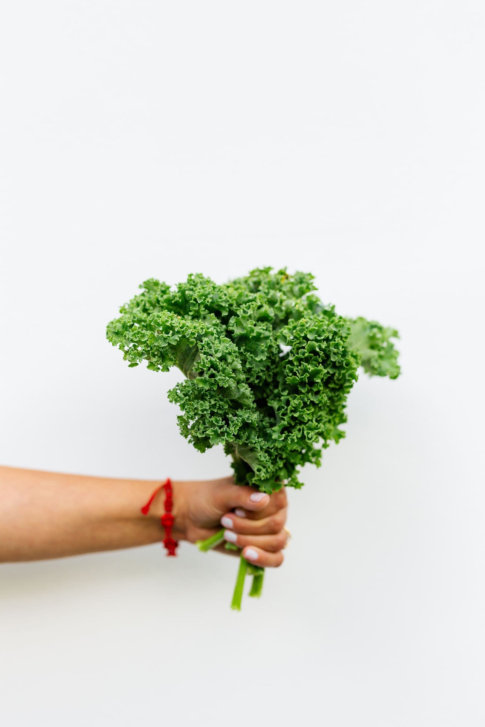 Mão segurando um maço de folhas verde-escuras frescas