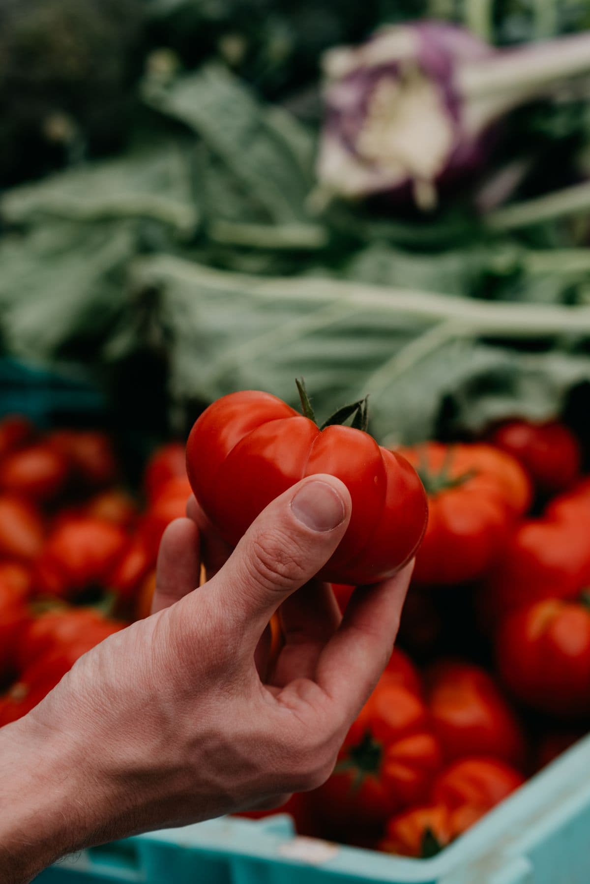 Mão segurando um tomate maduro em frente a uma caixa cheia de tomates frescos