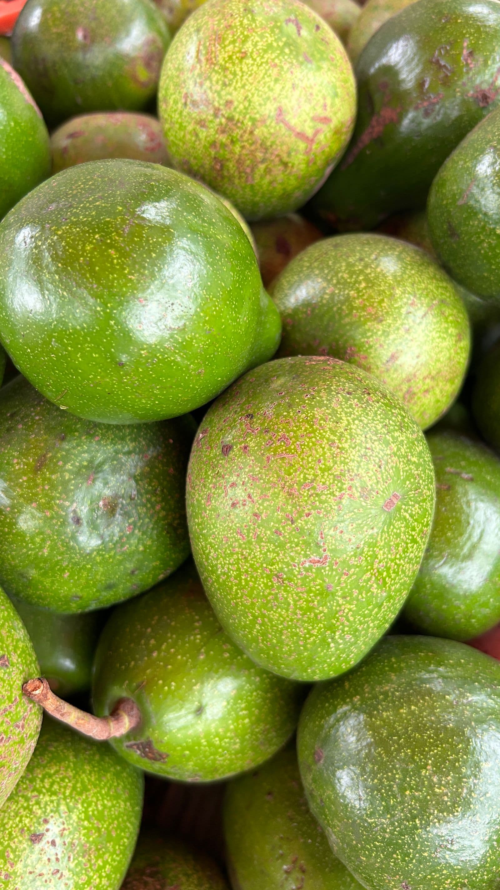 Abacates verdes maduros empilhados, mostrando textura e cor vibrante