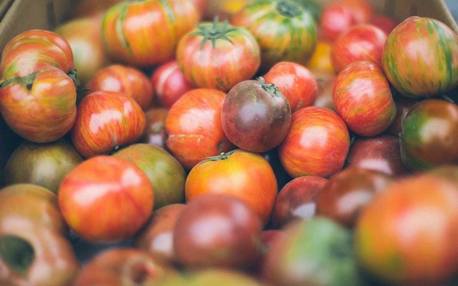 Tomates maduros de formas e cores variadas em primeiro plano