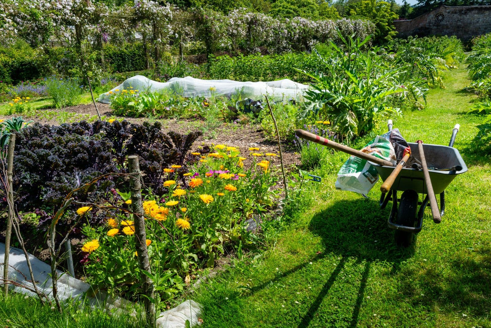Horta caseira colorida com carrinho de mão, flores e canteiros verdes
