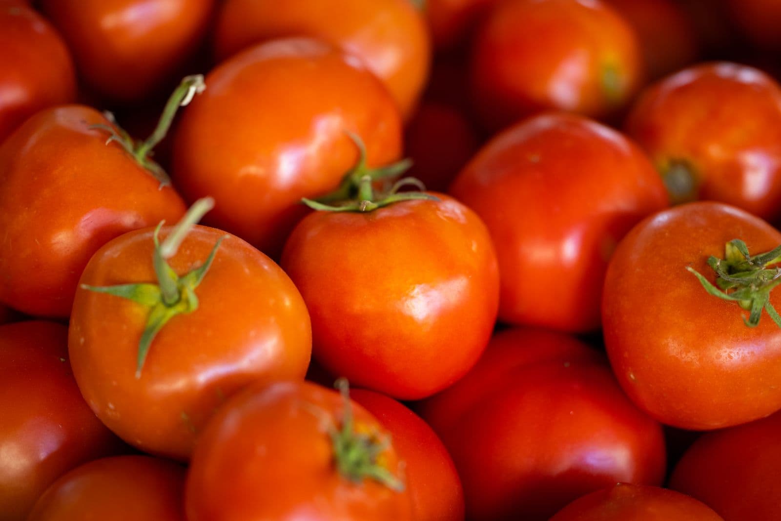 Vários tomates vermelhos maduros amontoados, close-up