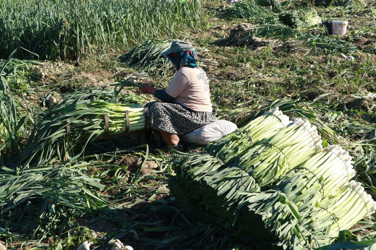 Trabalhadora amarrando maços de alho-poró recém-colhidos no campo