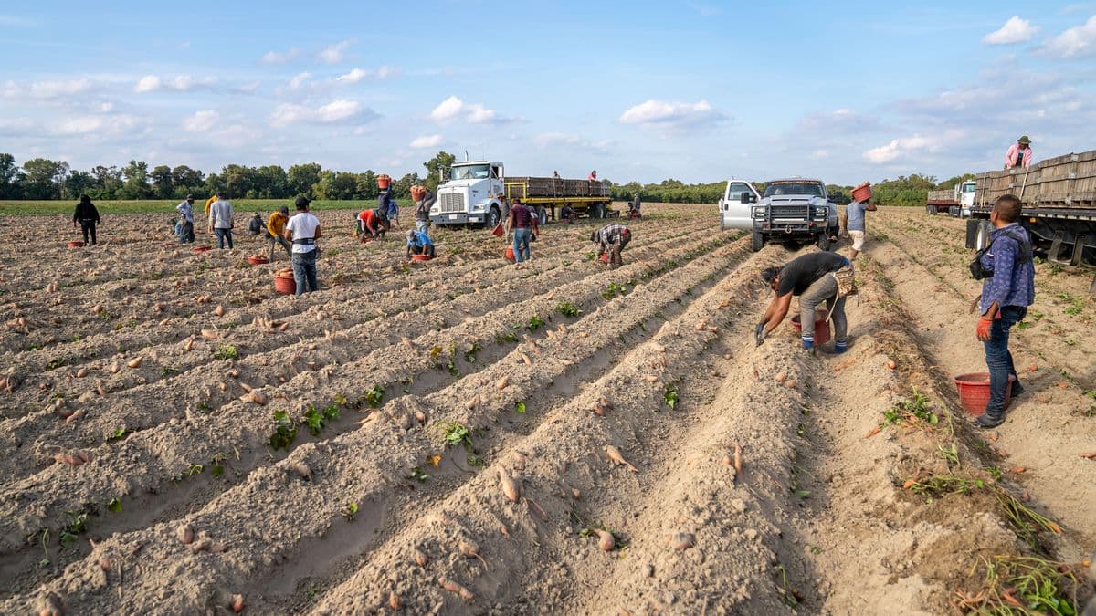 Trabalhadores colhendo batata-doce em um campo aberto