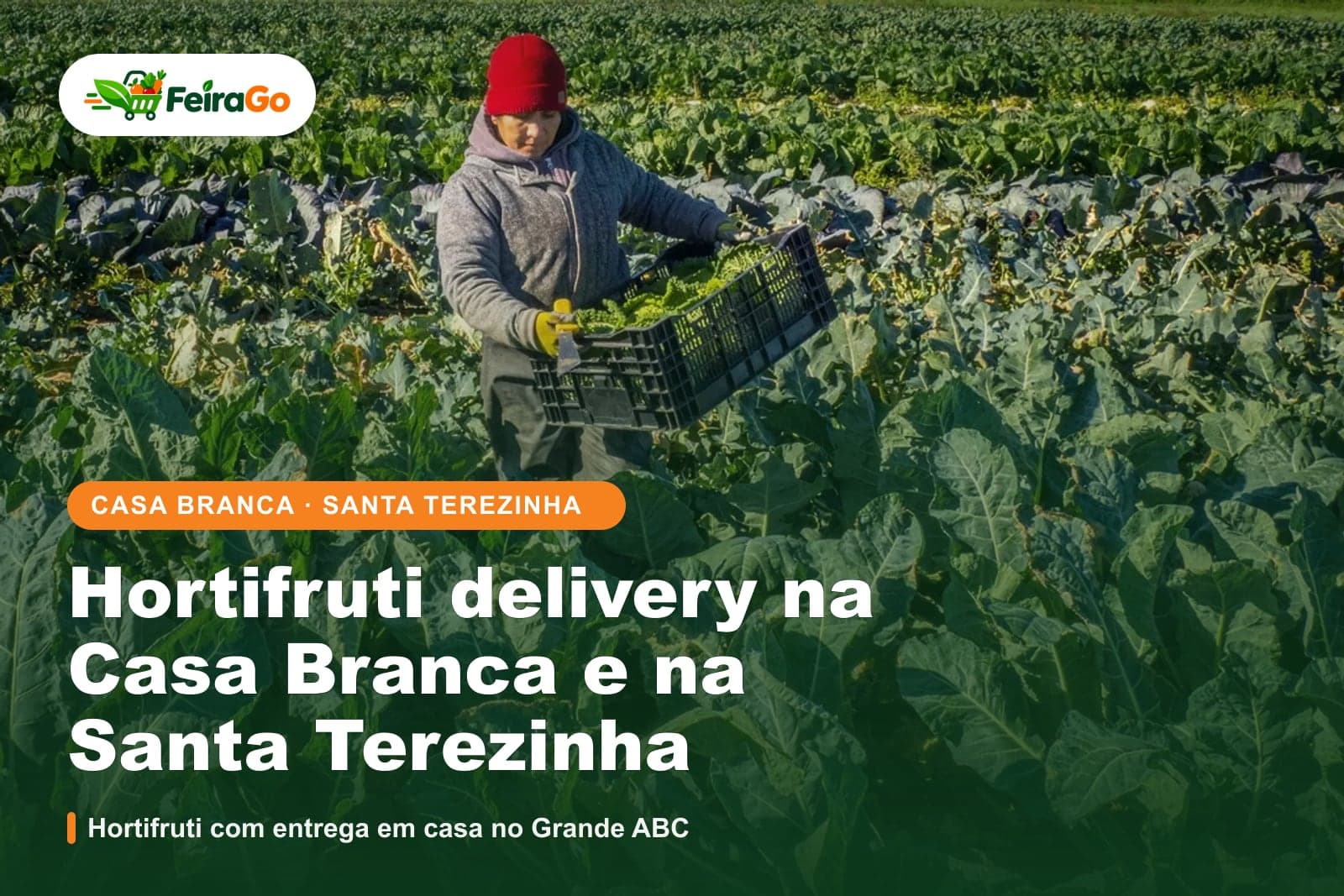 Trabalhador de boné vermelho carrega uma caixa de verduras em uma plantação de couve
