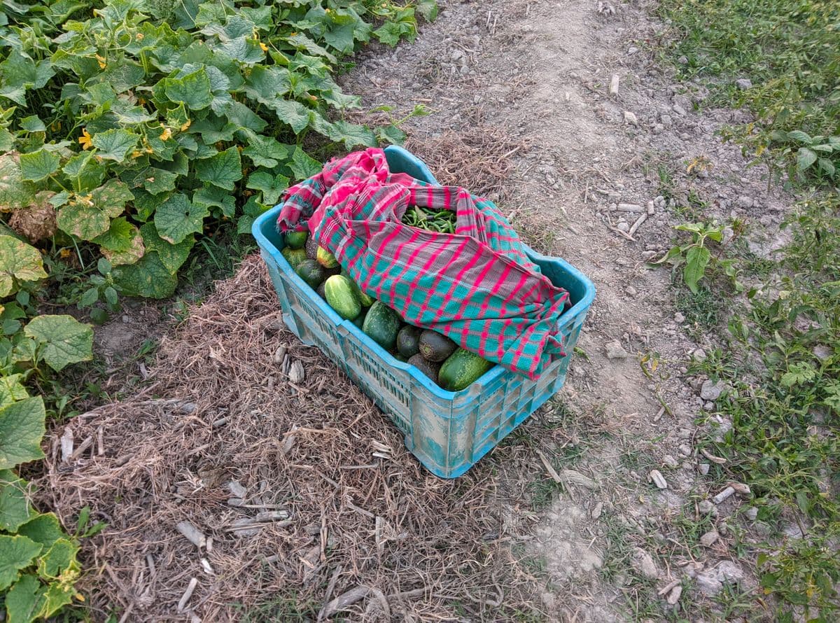Cesta com legumes recém-colhidos sobre a terra