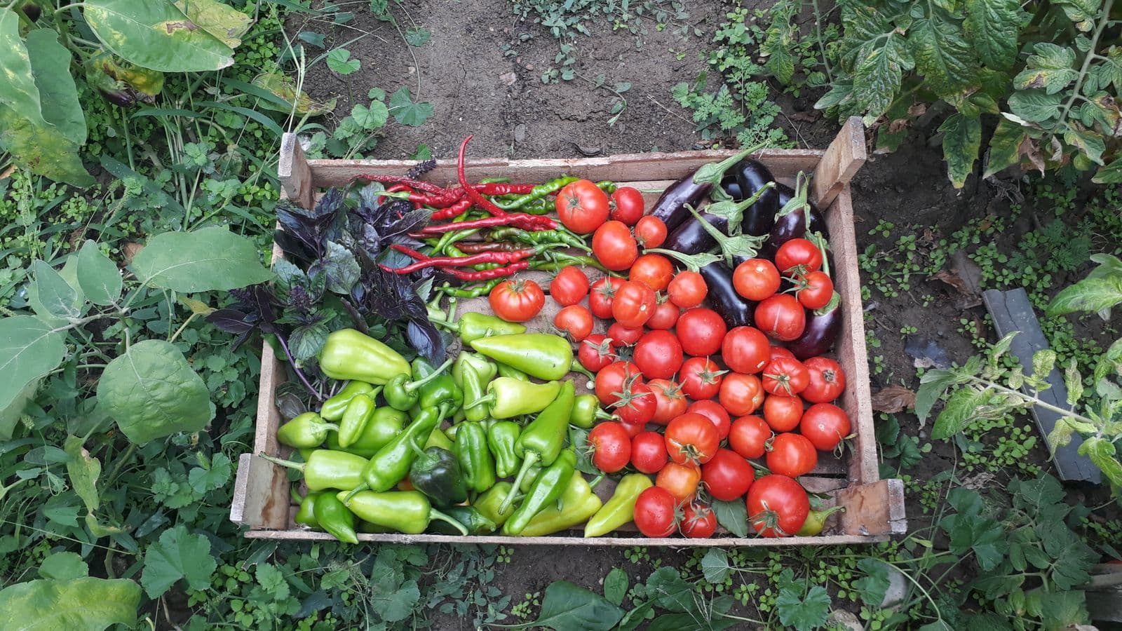 Caixote de madeira com tomates, pimentões e berinjelas recém-colhidos