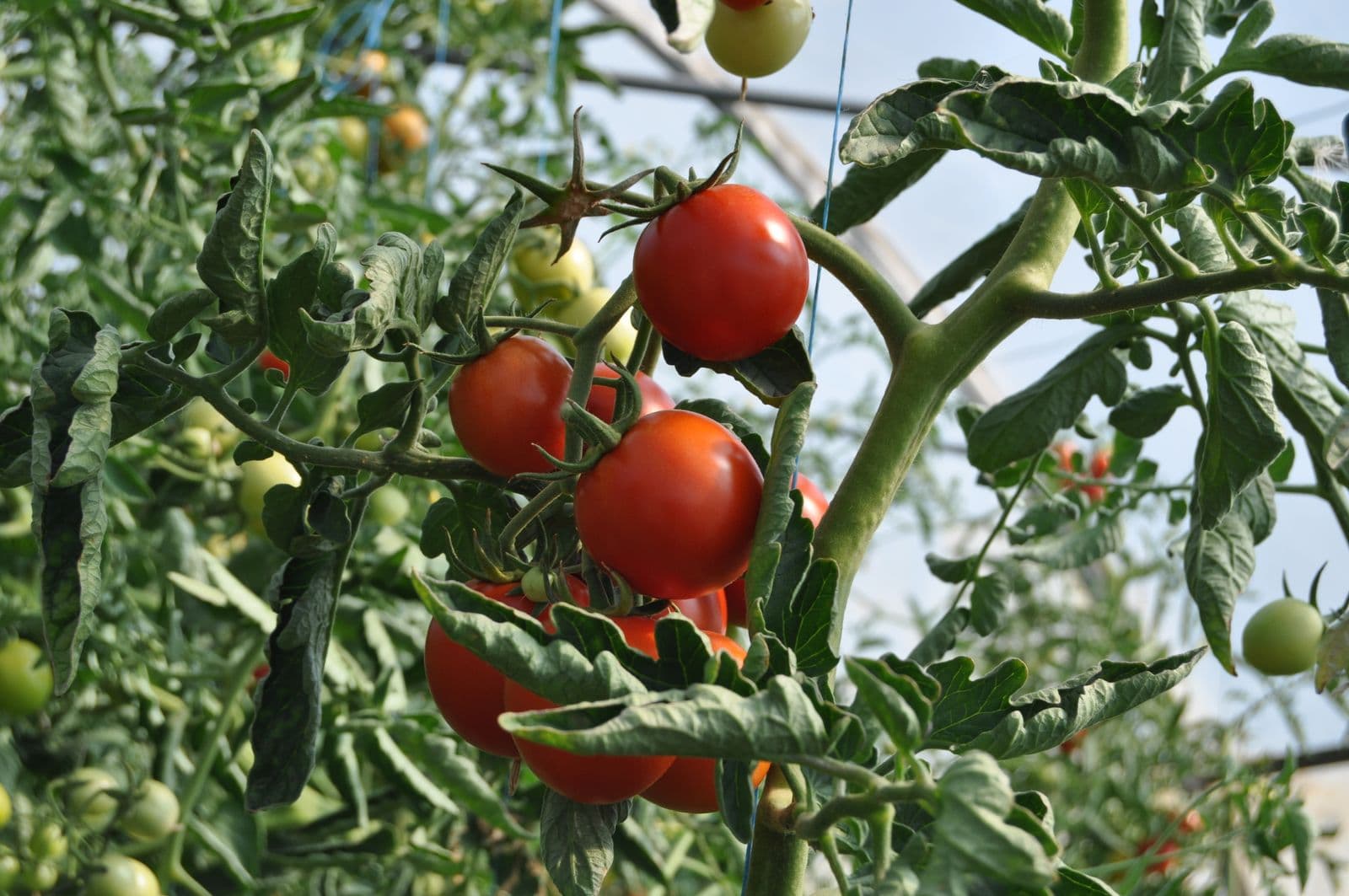 Tomates vermelhos maduros em pé de tomate dentro de estufa