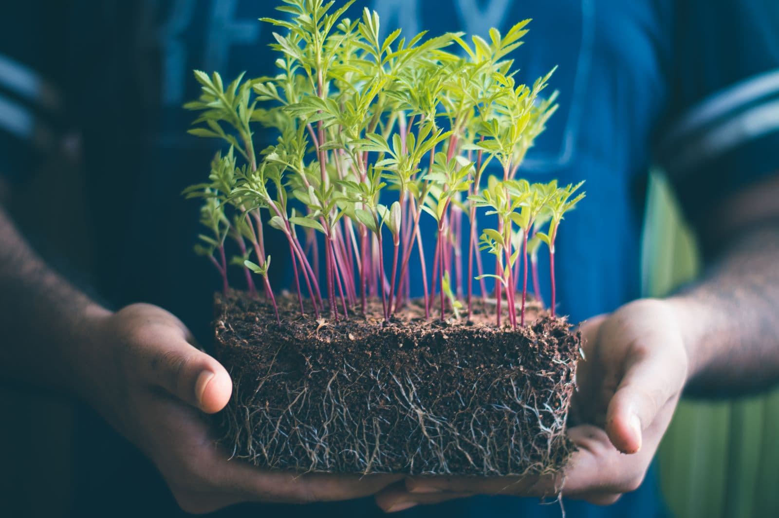 Mãos segurando mudas de plantas com raízes e terra à mostra