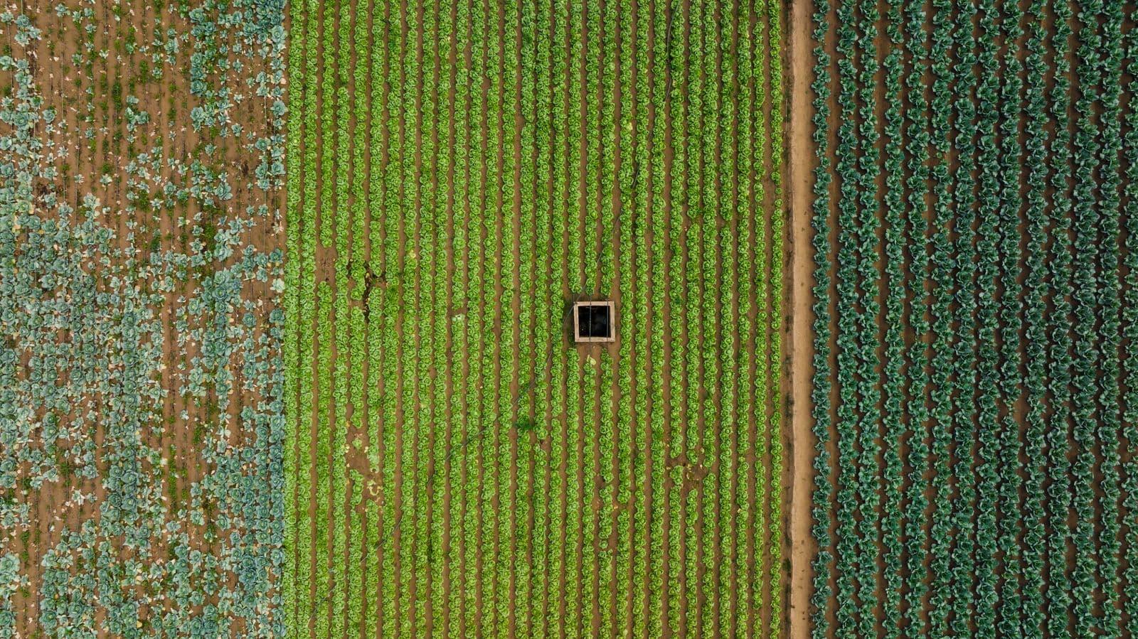 Vista aérea de plantação em fileiras extensas, sistema de cultivo em larga escala