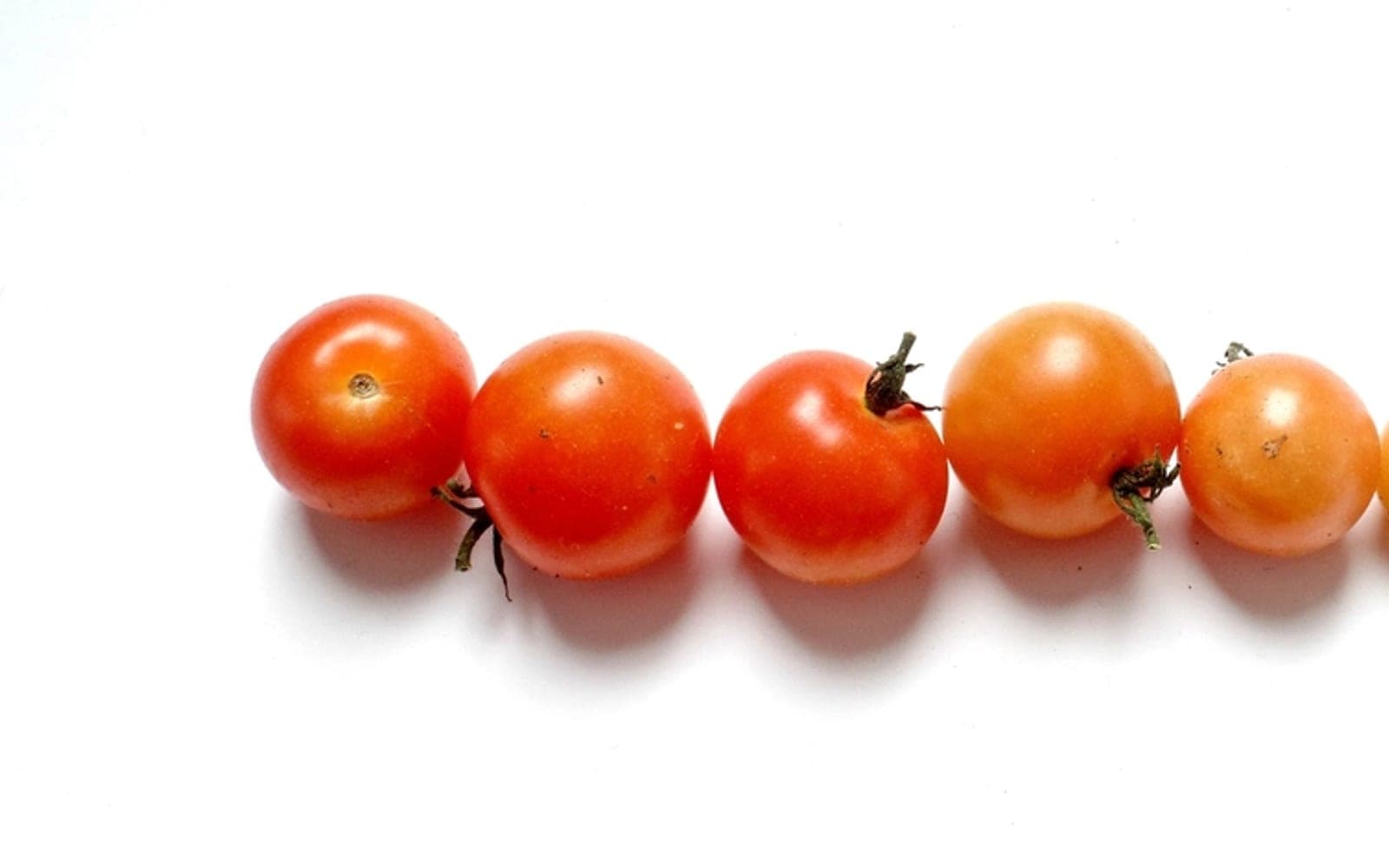 Fileira de tomates-cereja sobre fundo branco