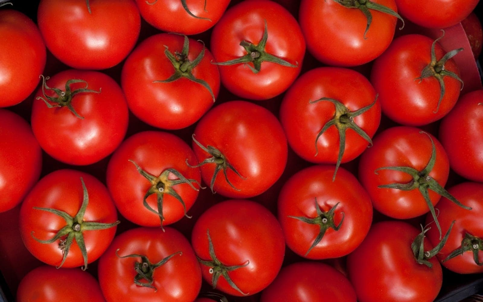 Tomates vermelhos de tamanhos parecidos, vistos de cima