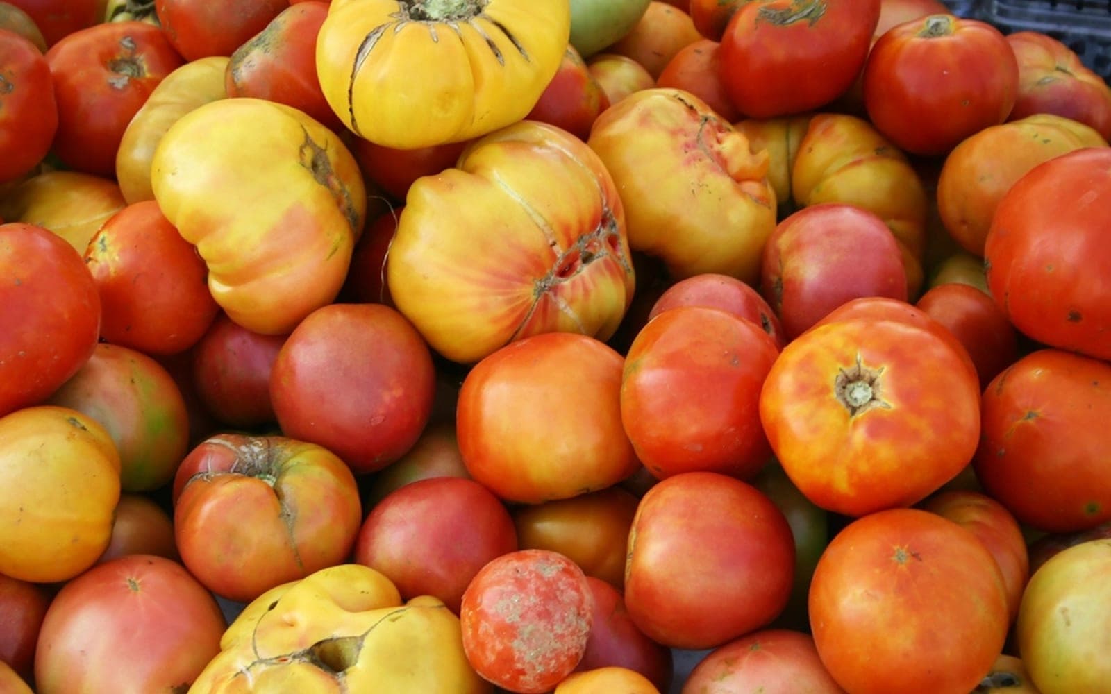Monte de tomates amarelos e vermelhos maduros