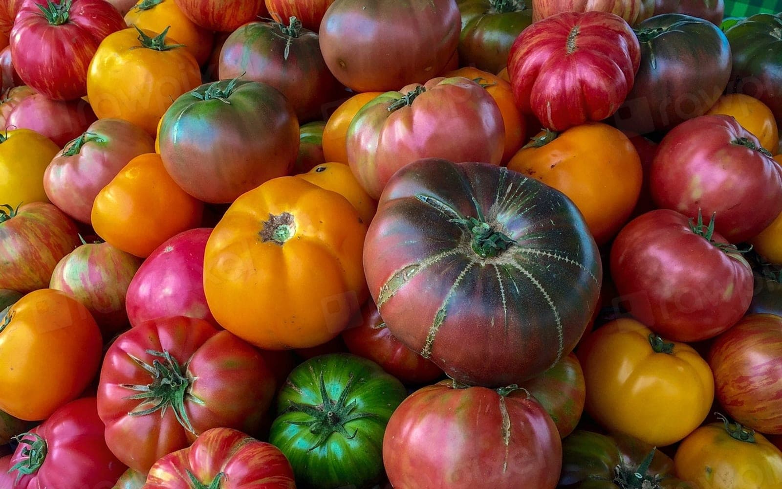 Tomates de formatos e cores variadas, vermelhos, verdes e roxos