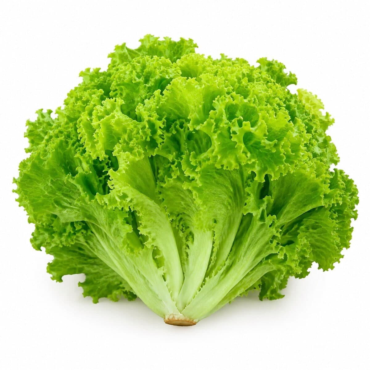 Alface Crespa — foto do produto